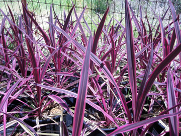 CHN - Plants - Cordyline australis 'Pink Passion'